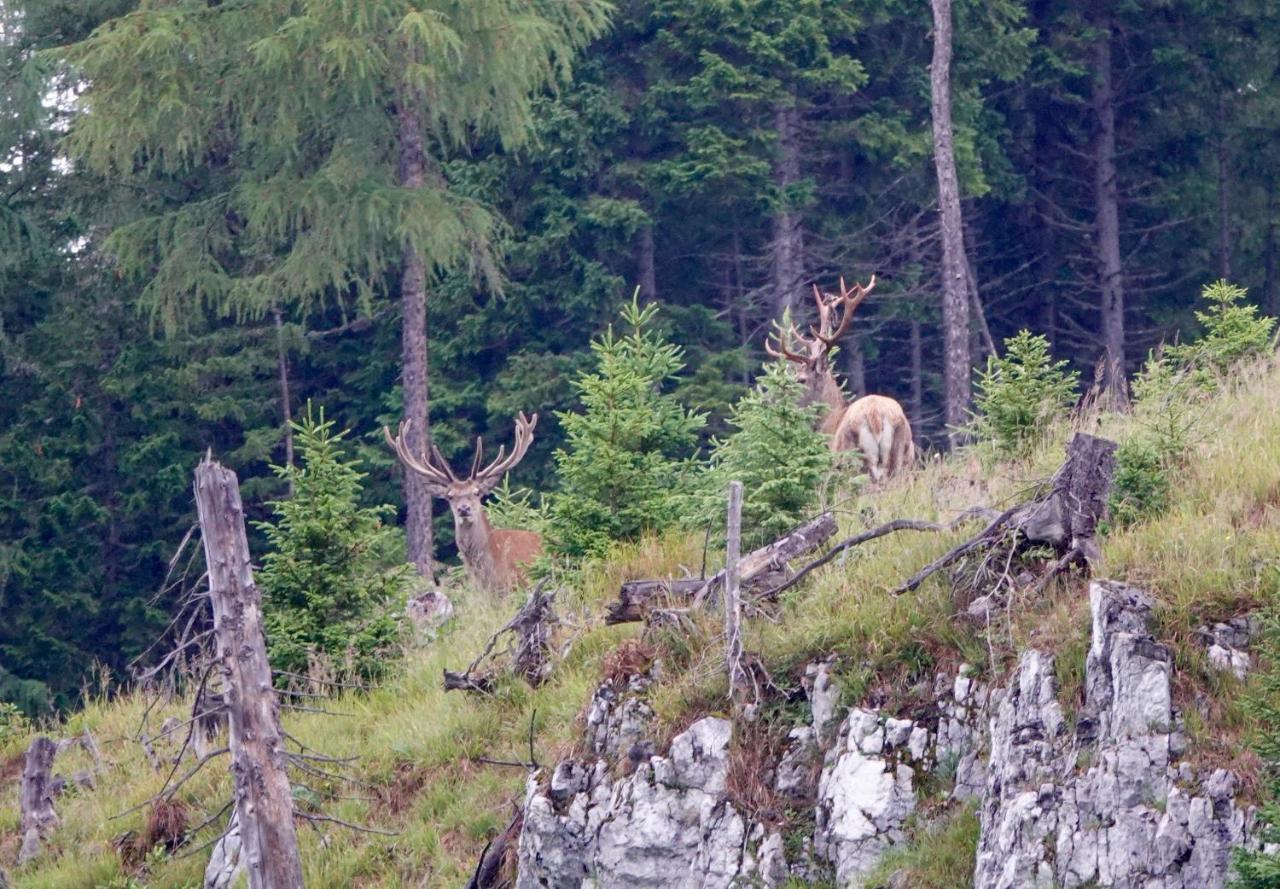 Ferienwohnung Kirchschlager Bad Aussee Exteriör bild